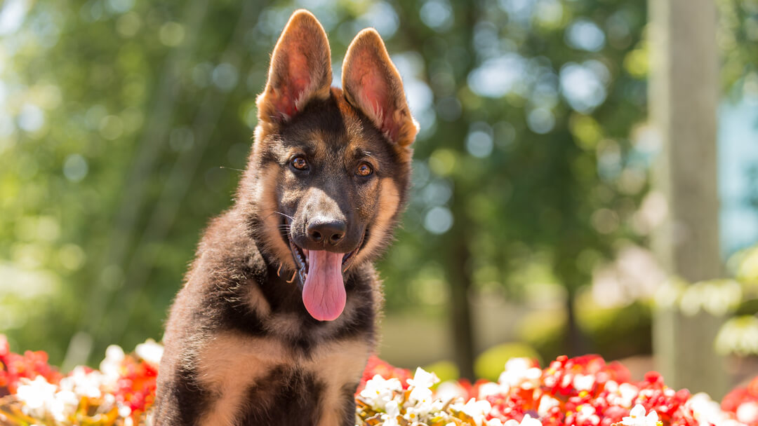 Top ten german shepherd sales names